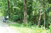 Orchard Orchard