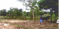 Vacant Lot/ Residential Vacant Lot/ Residential