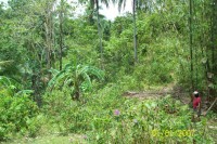 Orchard/ Residential Orchard/ Residential