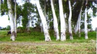Vacant Lot/ Agricultural Vacant Lot/ Agricultural