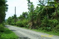 Residential/ Orchard Residential/ Orchard