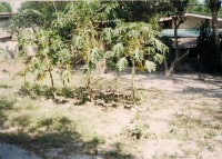 Residential Lot