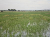STO.TOMAS,ISABELA ,TCT-T-388951 (Calinaoan)